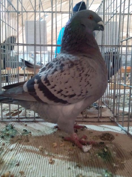 F 2017 - F matca 2018