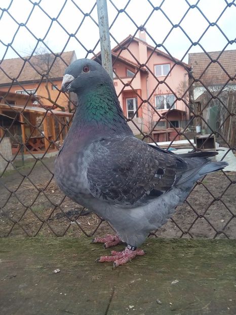 F 2016 - F matca 2018