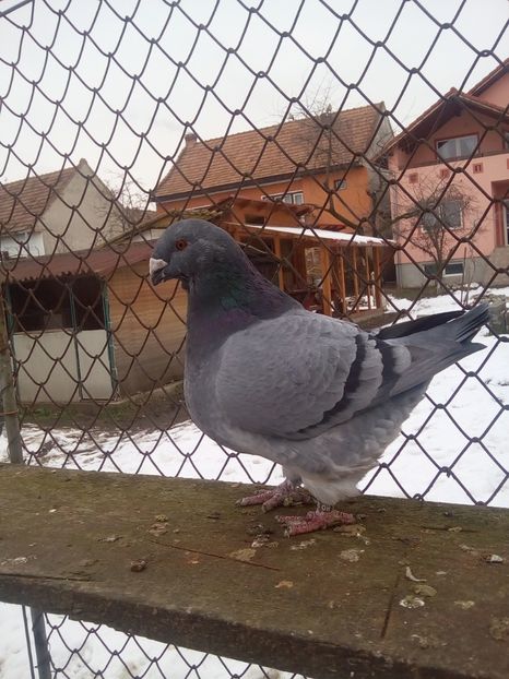 F  2014 - F matca 2018