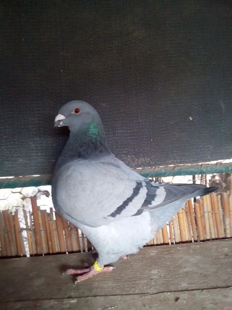 F 2017 - F matca 2018