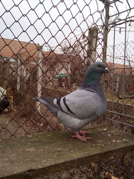 F 2017 - F matca 2018