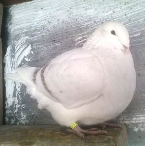 110494529_EUQULDM3 - Copy - - A - CRESCATOR POLIVALENT