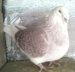 110494538_SAOBCXE - Copy - - A - CRESCATOR POLIVALENT