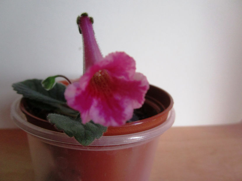 sin.n1(2-03-2018) - Sinningii 2018