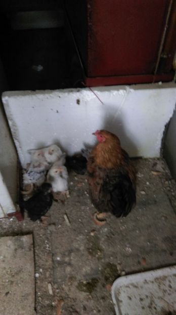  - Closca cu puii de aur 2018