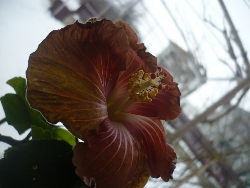 P1360295 - HIBISCUSI 2018-1