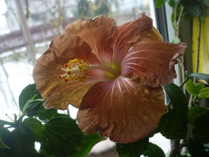 P1360306 - HIBISCUSI 2018-1