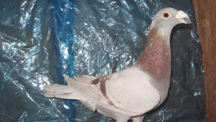  - De vanzare voiajori italieni de frumusete