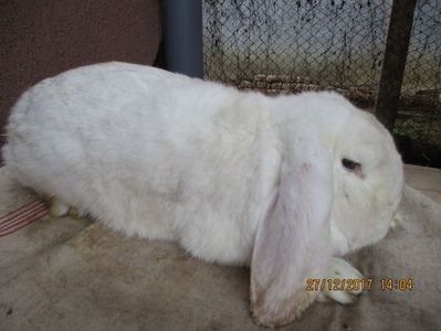 Fem. B.G. PROD.PROPRIE 2017 !! - X ARHIVA IEPURI CE AM AVUT