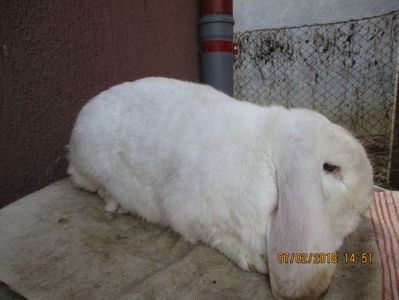 RO12-4786 - X ARHIVA IEPURI CE AM AVUT