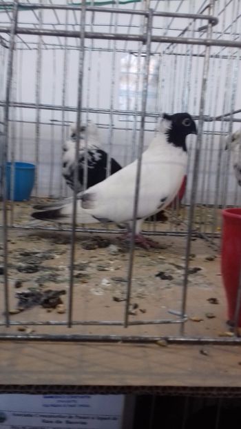 Expoziție trgu neamt - Jucatori de iasi