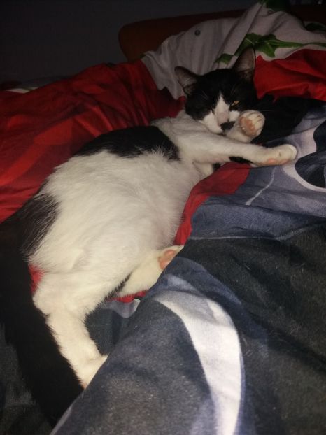  - Duracel în februarie 2018