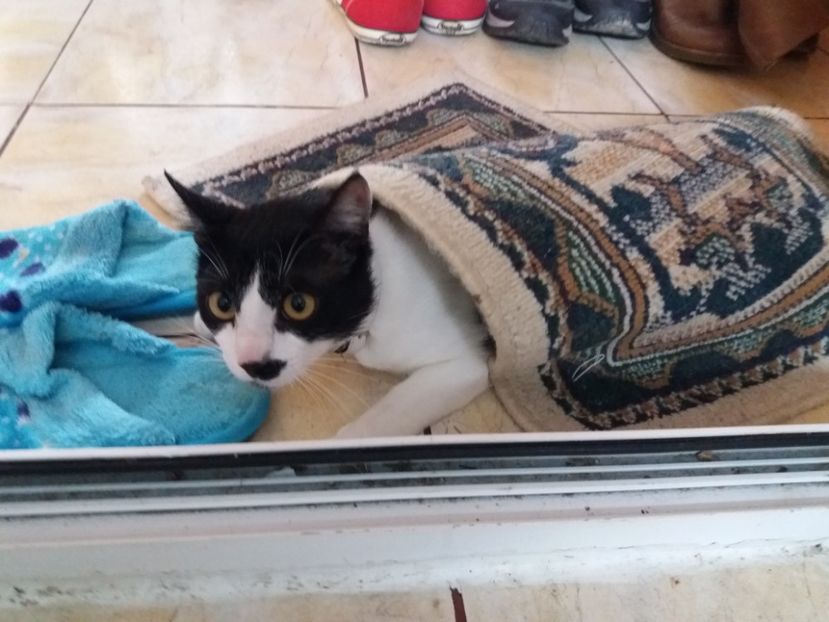  - Duracel în februarie 2018