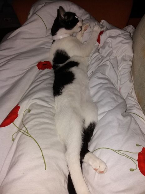  - Duracel în februarie 2018