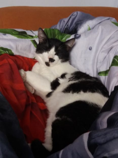  - Duracel în februarie 2018