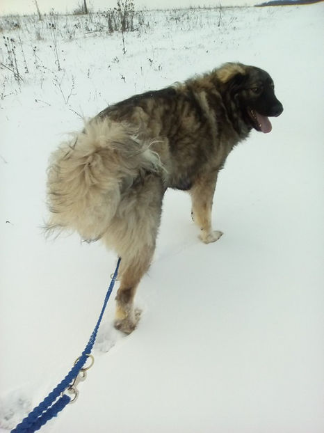  - Novac de pe Somes - Ciobanesc Romanesc Carpatin