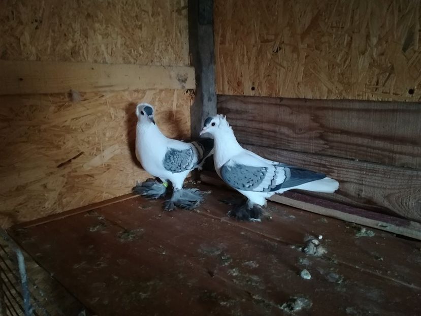  - Randunele de Saxonia