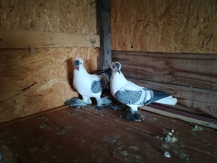  - Randunele de Saxonia