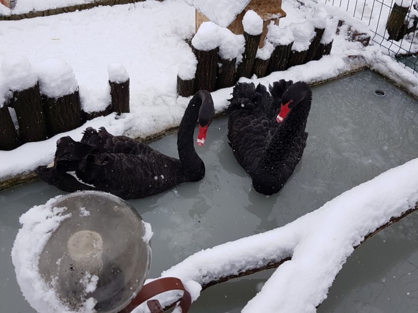  - 2018