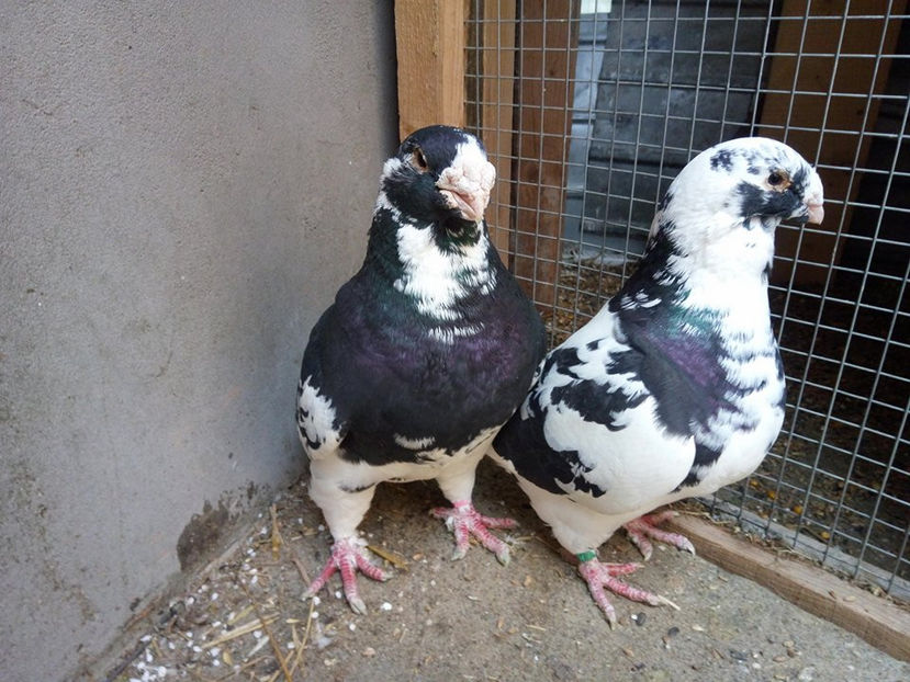 24252264_1625723024151774_1633886124_n (1) - 2l DE VANZARE