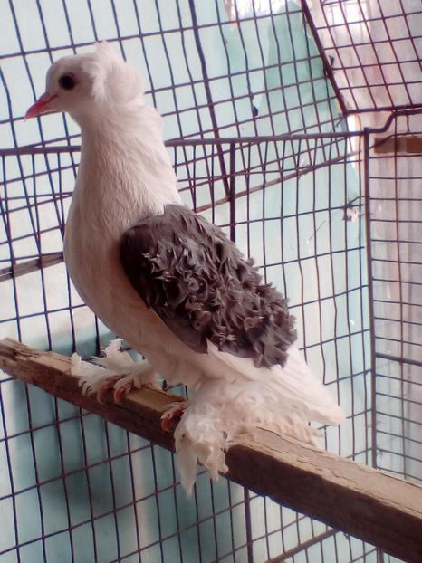 Femela 3 - 8 --- Femele