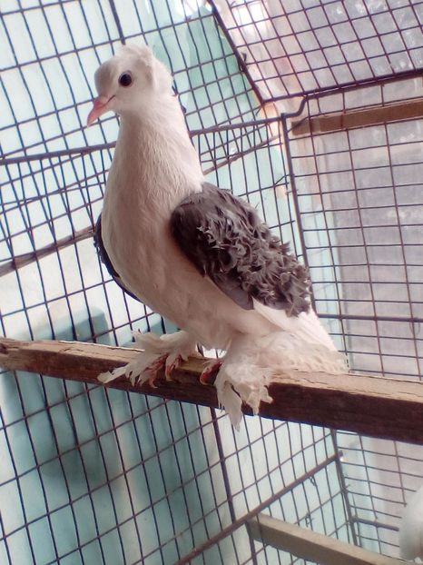 F 2017 - 8 --- Femele