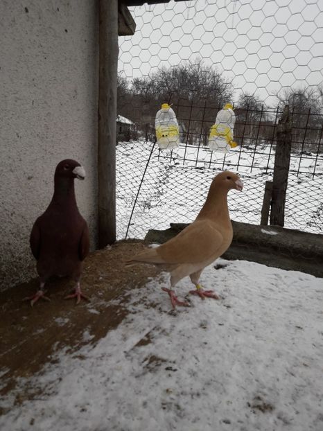  - Porumbei Germani de Frumusete