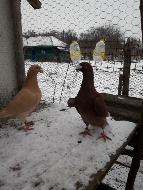  - Porumbei Germani de Frumusete