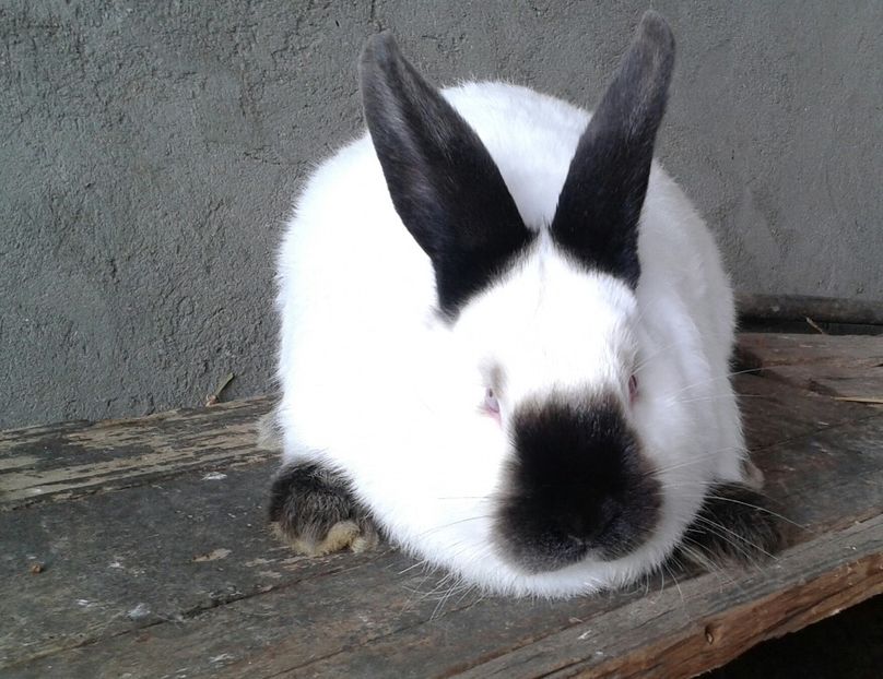 femela 3luni - a-Californian