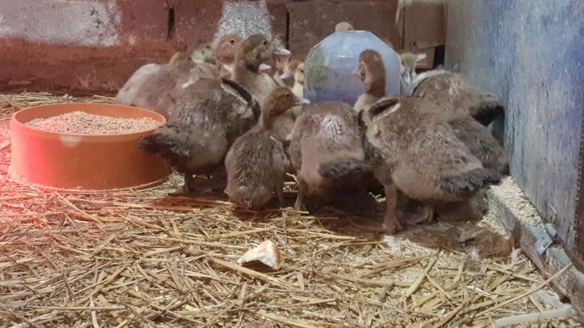 seria 1 si 2 - Bomboane asortate 2018