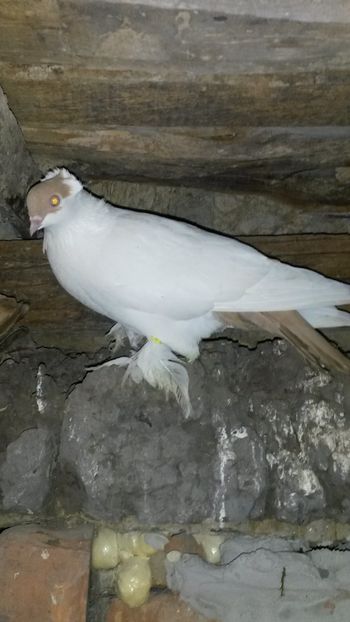 Femela 2017 - 26 Calotat polonez