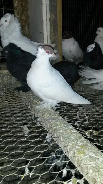 Mascul 2017 - 26 Calotat polonez