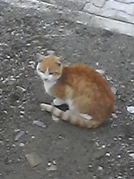 ghemutza - Micile mele feline 2018