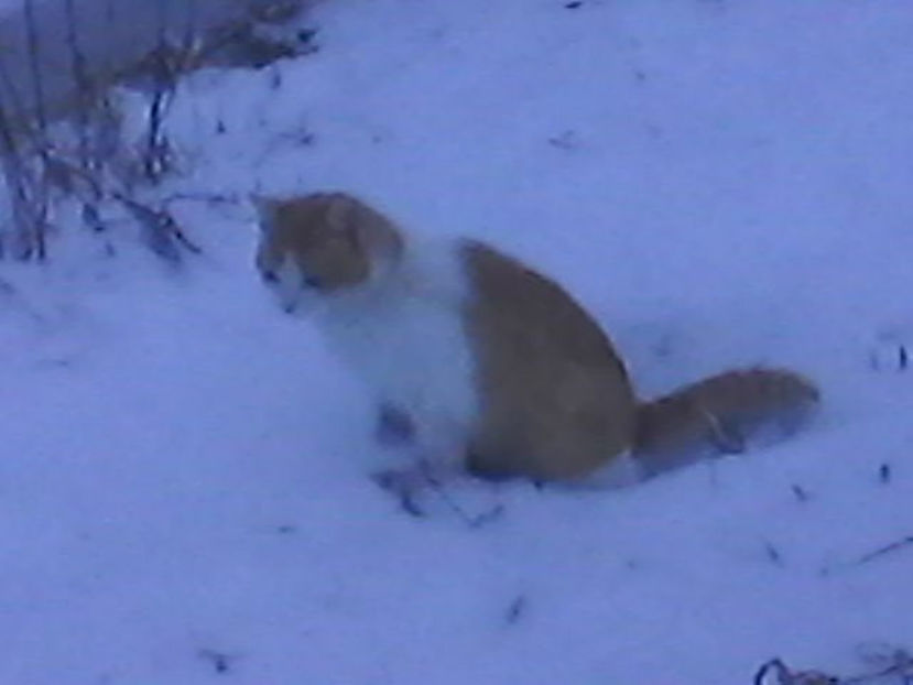 lamaie - Micile mele feline 2018
