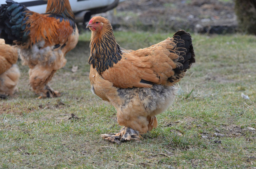  - matca brahma columbia galben-negru 2018