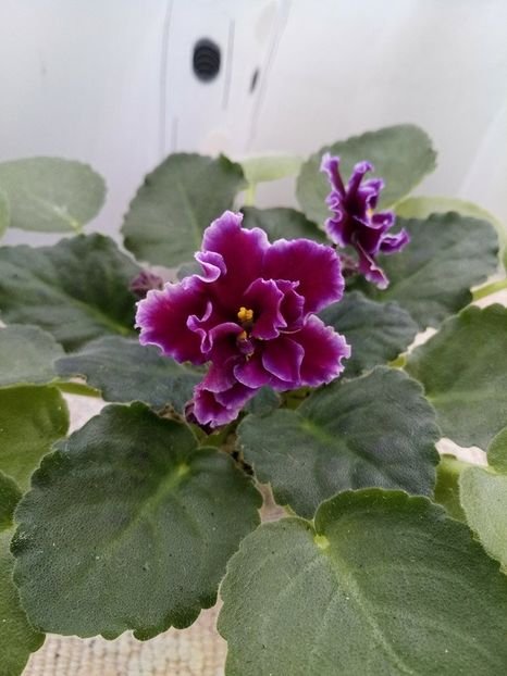 1 mar - ZZ LE Don Corleone