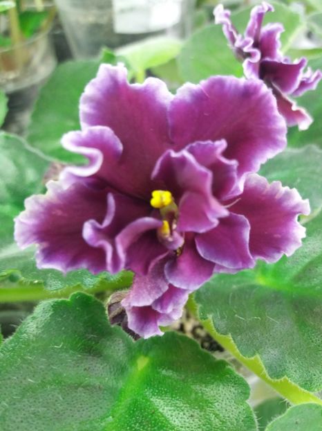 1 mar - ZZ LE Don Corleone