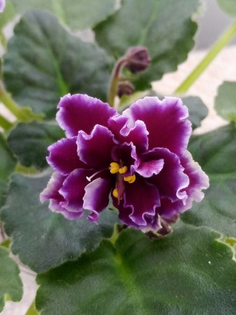 1 mar - ZZ LE Don Corleone