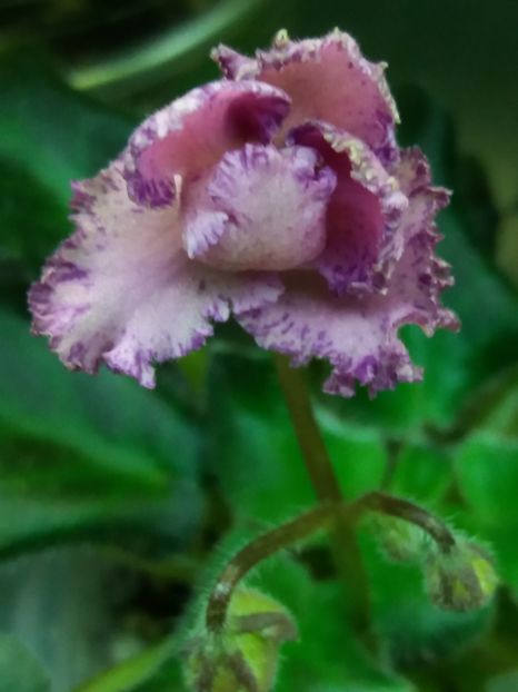 27 feb - ZZ Rob s Hopscotch