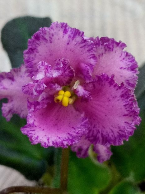 1 mar - ZZ Rob s Hopscotch