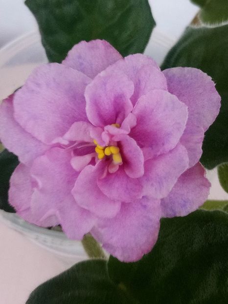 27 feb( - ZZ RS Diadema