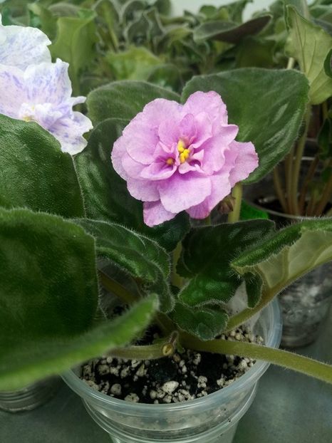 27 feb - ZZ RS Diadema