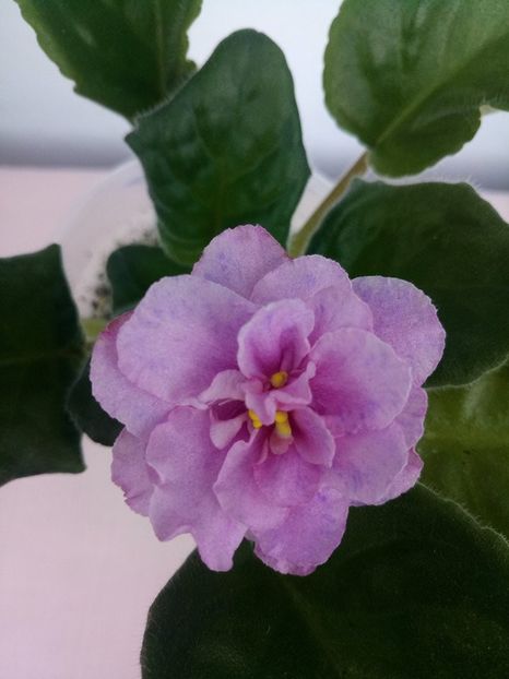 27 feb( - ZZ RS Diadema