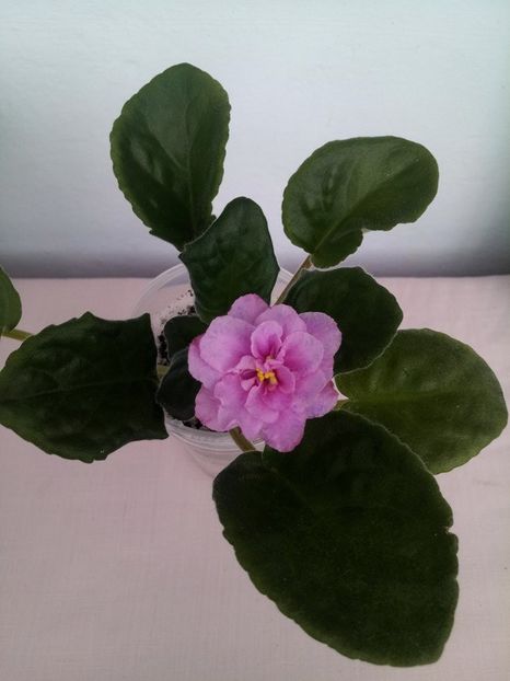 27 feb - ZZ RS Diadema