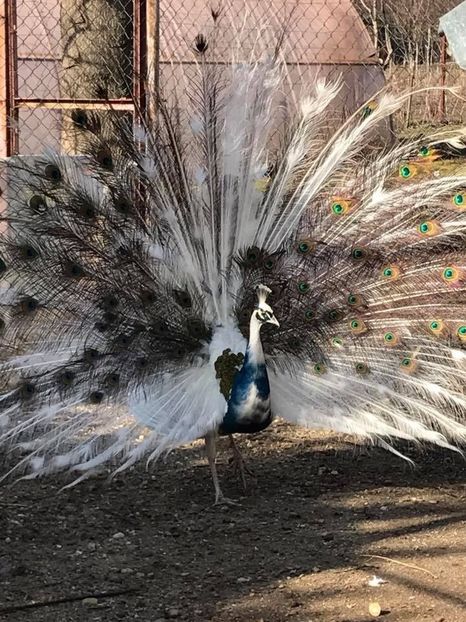  - VANZARI-SCHIMBURI-CUMPARARI