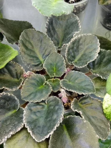 23 feb - ZZ Aca s Red Ember