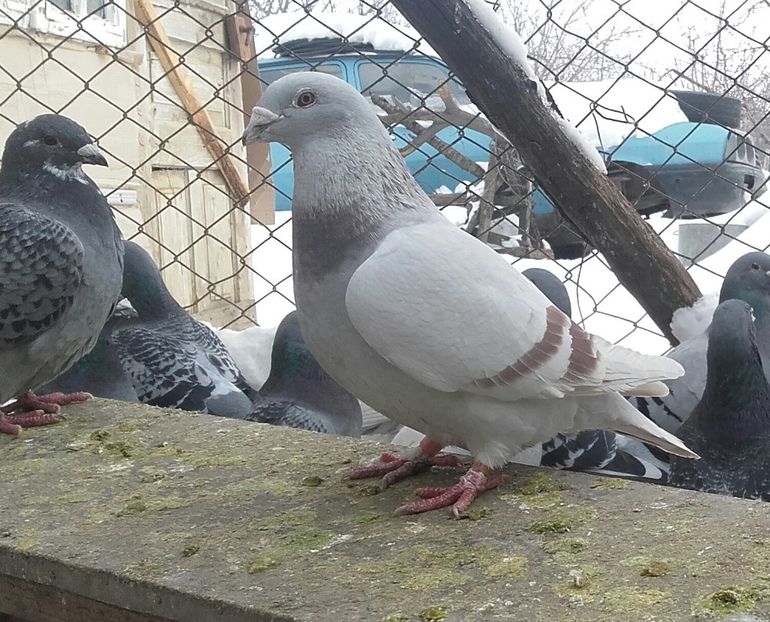 f014 - 2018voiajorii mei standard