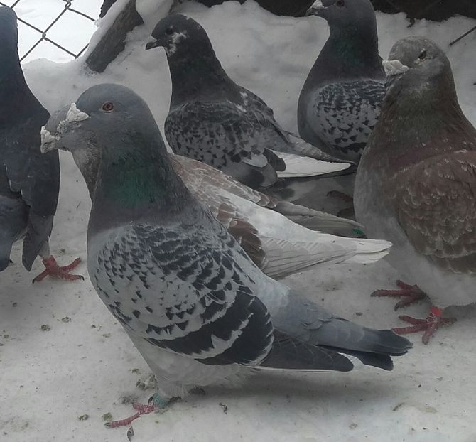 f014 - 2018voiajorii mei standard