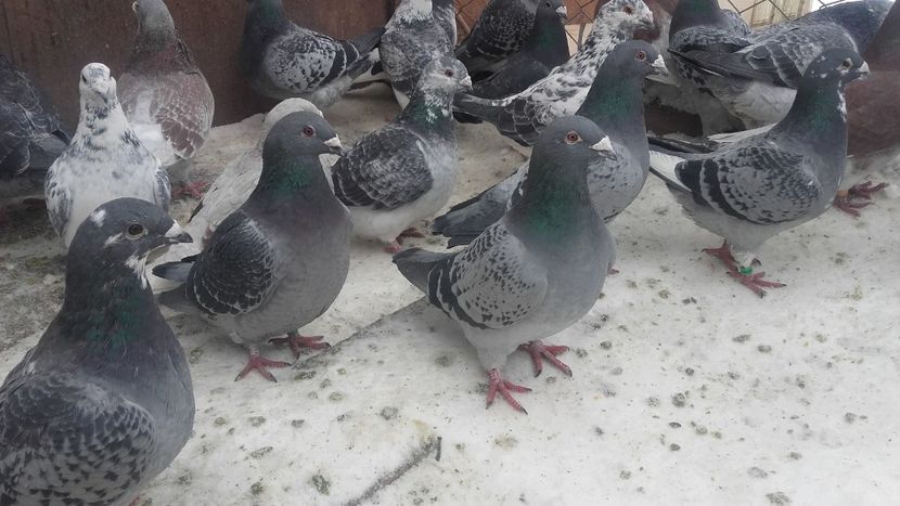  - 2018voiajorii mei standard