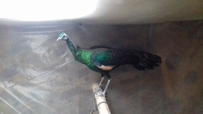  - Green java muticus